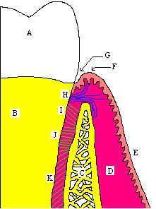 The Periodontium.jpg