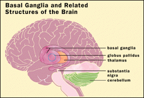 Brain structure.png