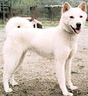 Korean Jindo Dog.jpg