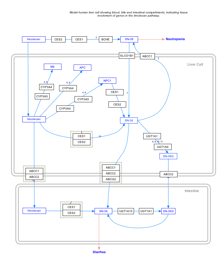 IrinotecanPathway_WP46359