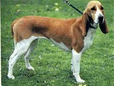 Swiss Hound.jpg