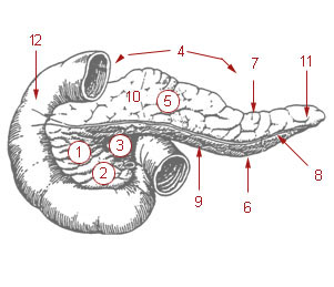 Illu pancreas duodenum.jpg