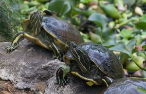 Trachemys decorata.jpg