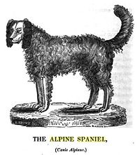 Alpine spaniel.jpg