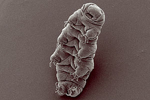 Waterbear.jpg