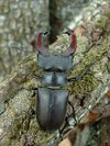 Lucanus cervus.jpg