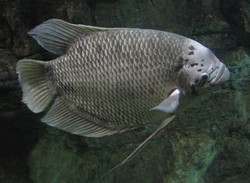 Osphronemus Gourami (better).png