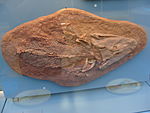 Tiktaalik belgium.JPG