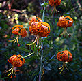 Lilium pardalinum.jpg