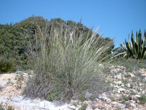 Stipa tenacissima.jpg