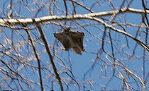 Flying squirrel in a tree.jpg