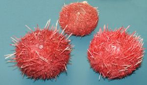 Sea urchins, Sterechinus neumayeri.jpg