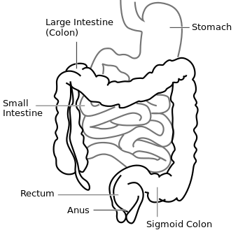 Intestine-diagram.svg