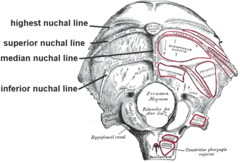 Nuchal lines.png