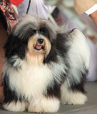 Havanese cd1.jpg