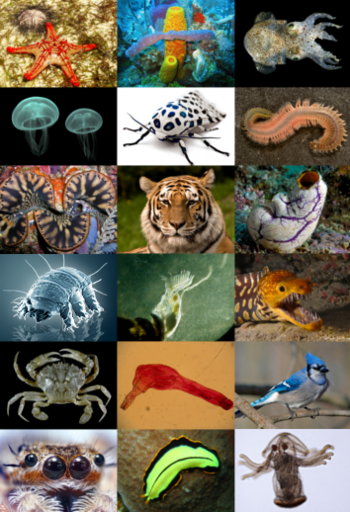 Animal diversity.png