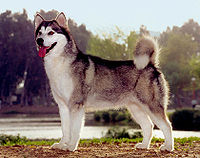 Alaskanmalamute0b.jpg