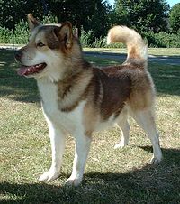 Greenland Dog.jpg