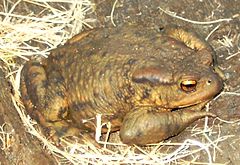 Bufo bufo.jpg