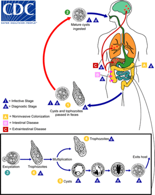 Amebiasis LifeCycle.gif