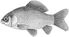 Crucian carp