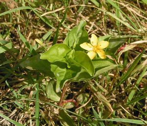 Yellow pimpernel.jpg