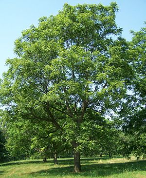 Juglans major Morton.jpg