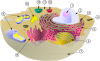 Biological cell.svg