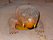 Diictodon 01.jpg