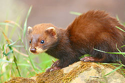 European Polecat (Mustela putorius)-8.jpg