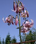 Lilium kelloggii.jpg