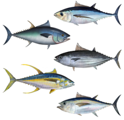 Tuna assortment.png