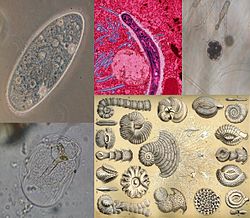 Protist collage.jpg