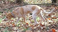 English Coonhound.jpg