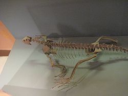 Trilophosaurus Buettneri.jpg