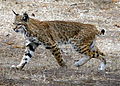 Bobcat photo.jpg