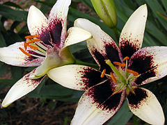 Lilium Cappuccino.jpg