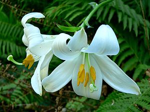 Lilium candidum 1.jpg