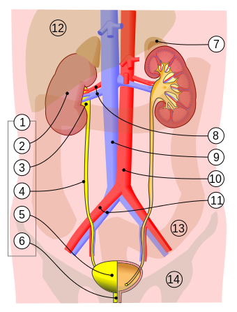 Urinary system.svg