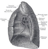 The right lung