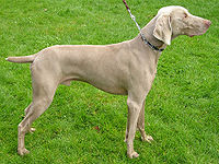 Weimaraner wb.jpg