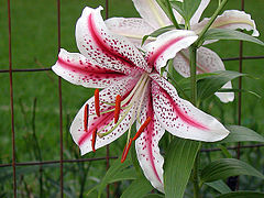 Lilium Dizzy.jpg