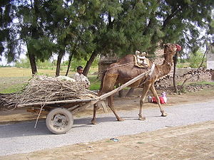 A camel harnessed to a cart loaded with branches and twigs