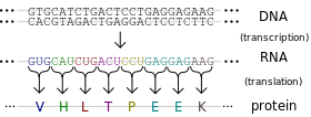 Flow of genetic information.