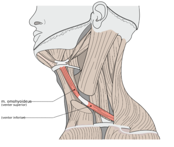 Musculi colli omohyoideus.svg