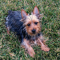 Silkyterrier125.jpg