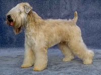 Dog2wheaten.jpg