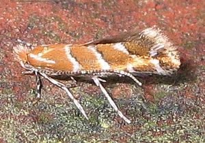 Cameraria ohridella 8419.jpg