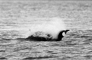 Photo of two animals at surface surrounded by spray