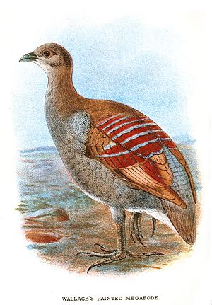 PaintedMegapode.jpg